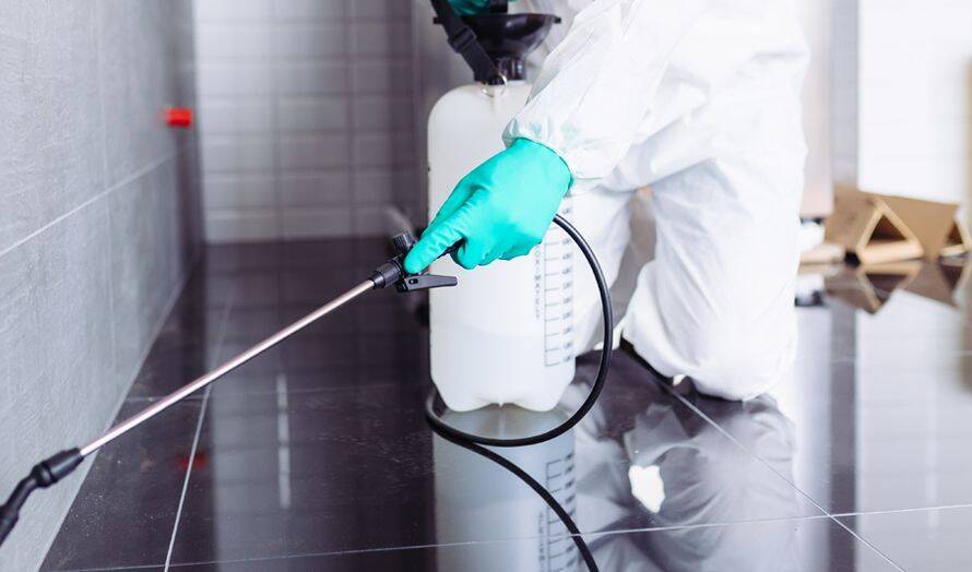 Tahta kurusu ilaçlama Başakşehir