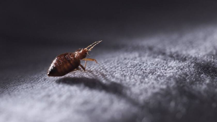 tahta kurusu ilaçlama Bakırköy