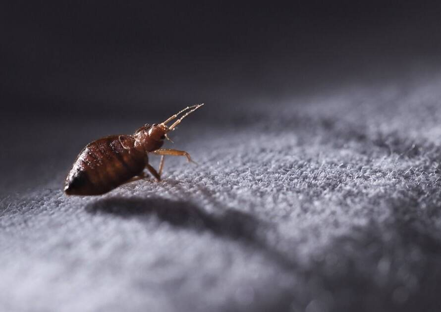 tahta kurusu ilaçlama Bakırköy