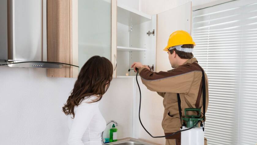 Tahta kurusu ilaçlama büyükçekmece