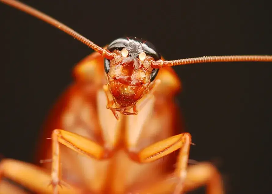 Tunalı tahta kurusu ilaçlama