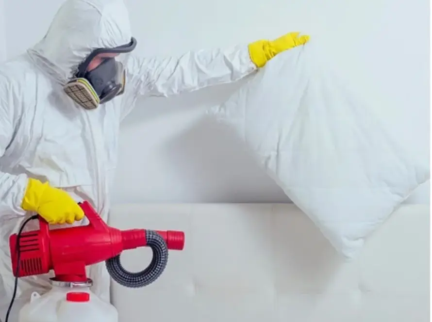 Dutluk tahta kurusu ilaçlama