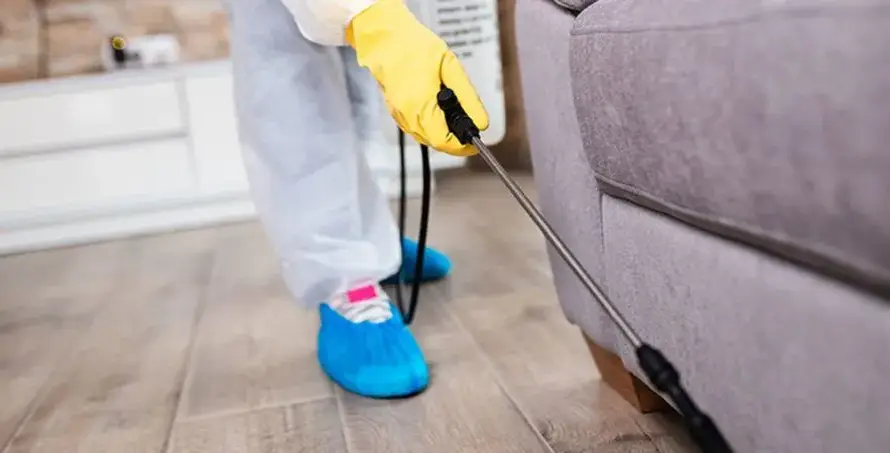 Elmadağ tahta kurusu ilaçlama