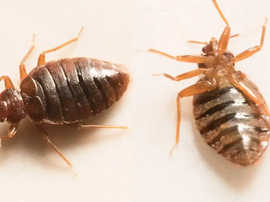 Kırkkonaklar tahta kurusu ilaçlama