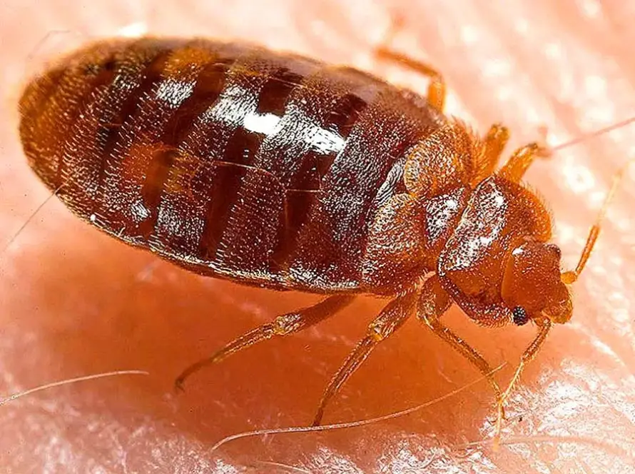 Haymana tahta kurusu ilaçlama