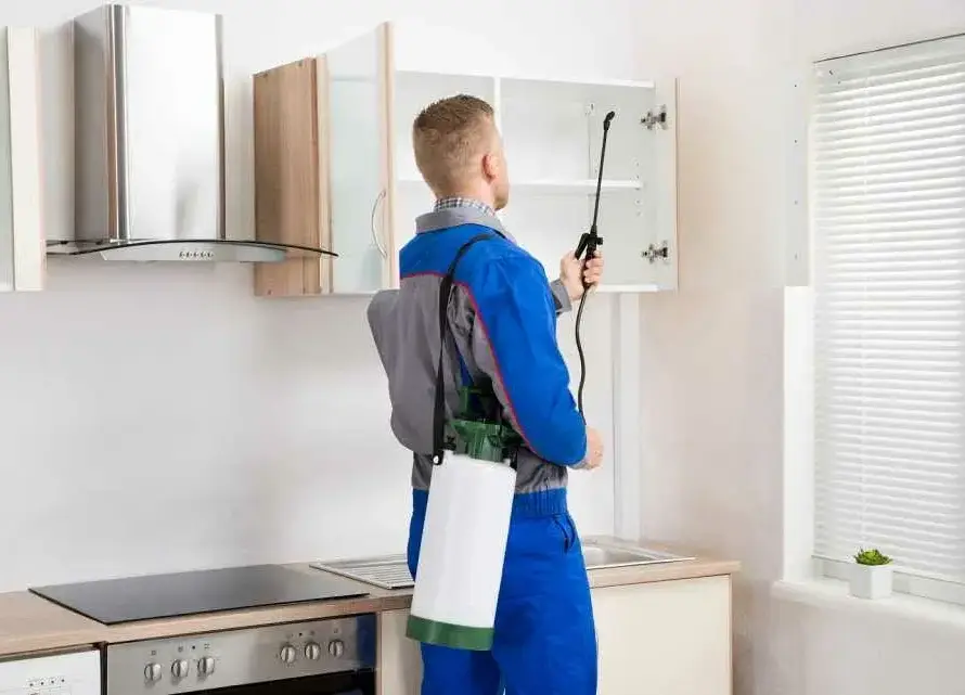 Misket tahta kurusu ilaçlama