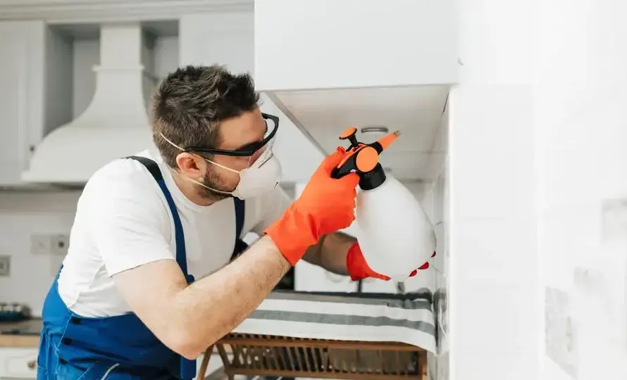 Ulus tahta kurusu ilaçlama