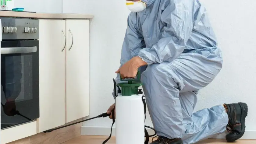 Sıhhiye tahta kurusu ilaçlama