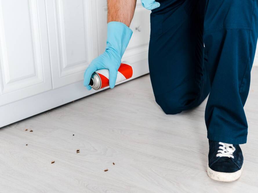 Kırıkkale Delice Tahta kurusu ilaçlama